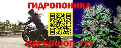 прущие крисы Канаш